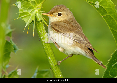 Olivaceous warbler (Acrocephalus Hippolais pallida, pallidus), assis à un chardon sprout, Turquie, Sanliurfa, Birecik Gravières Banque D'Images