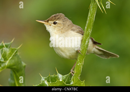 Olivaceous warbler (Acrocephalus Hippolais pallida, pallidus), assis à un chardon sprout, Turquie, Sanliurfa, Birecik Gravières Banque D'Images