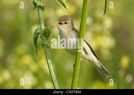 Olivaceous warbler (Acrocephalus Hippolais pallida, pallidus), assis à un chardon pousse le chant, la Turquie, Sanliurfa, Birecik Gravières Banque D'Images