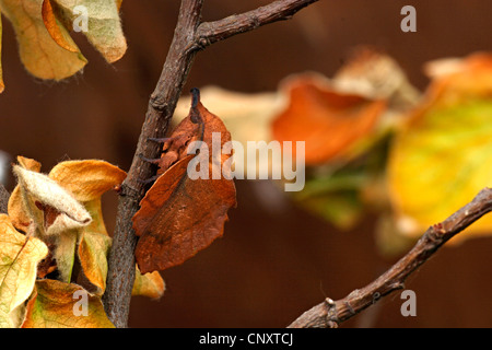 Agrion (Gastropacha quercifolia), sur une branche, Bulgarie Banque D'Images