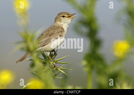 Olivaceous warbler (Acrocephalus Hippolais pallida, pallidus), assis sur un chant de bush, la Turquie, Sanliurfa, Birecik Gravières Banque D'Images