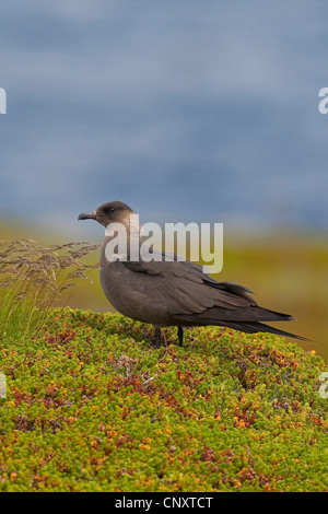 Parasitic Jaeger, Labbe parasite Labbe parasite (Stercorarius parasiticus), dark morph assis Banque D'Images