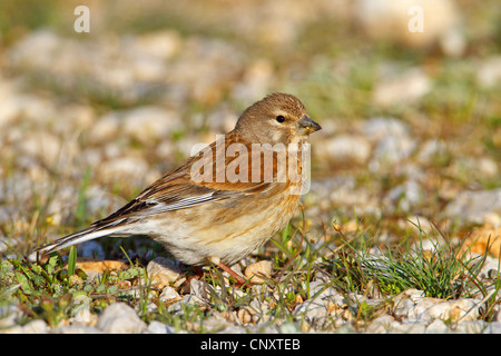 (Carduelis cannabina linnet, Acanthis cannabina), assis sur le sol, la Turquie, Gaziantep, Durnalik Banque D'Images