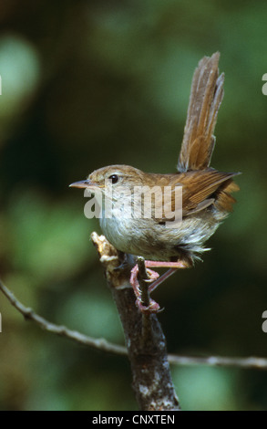 La Paruline de cetti (Cettia cetti), assis sur une branche Banque D'Images