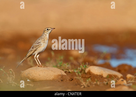 Tawny pitpit (Anthus campestris), assis sur une pierre au bord de mer, France, Provence, la Crau Banque D'Images