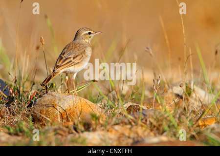 Tawny pitpit (Anthus campestris), assis sur une pierre , France, Provence, la Crau Banque D'Images