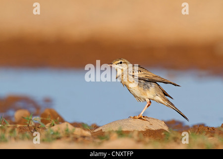 Tawny pitpit (Anthus campestris), assis sur un bord de l'étirement, France, Provence, la Crau Banque D'Images