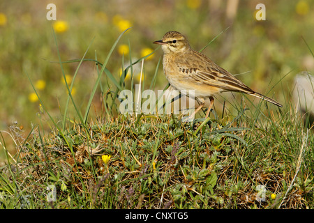 Tawny pitpit (Anthus campestris), assis sur le sol, la Turquie, Nigde, Aladaglar, Demirkazik Banque D'Images