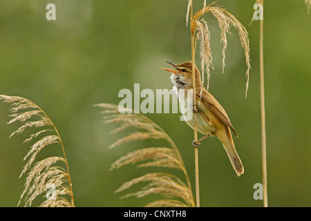Grand reed warbler (Acrocephalus arundinaceus), assis à reed chanter, Turquie, Sanliurfa, Birecik gravières, Birecik Banque D'Images