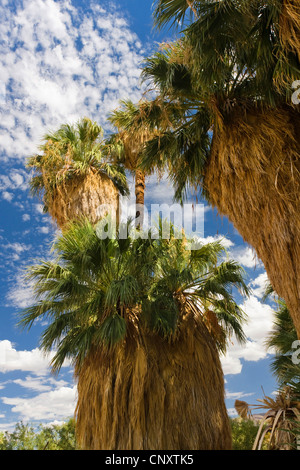Californie fan palm, jupon Washingtonia filifera (palmier), des individus de grande taille avec beaucoup de feuilles flétries, États-Unis, Californie, Mojave, Joshua Tree National Park Banque D'Images