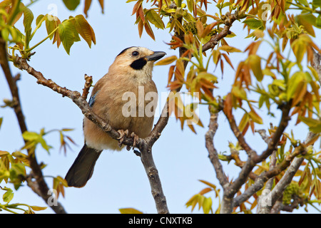 Eurasian Jay (Garrulus glandarius atricapillus), assis sur une branche, la Turquie, Sanliurfa, Ucuncaburc Banque D'Images