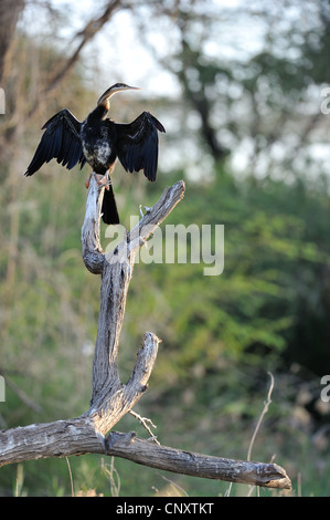 Le dard de l'Afrique de l'anhinga rufa (séchage) les ailes sur un arbre mort Lac Baringo - Kenya - Afrique de l'Est Banque D'Images