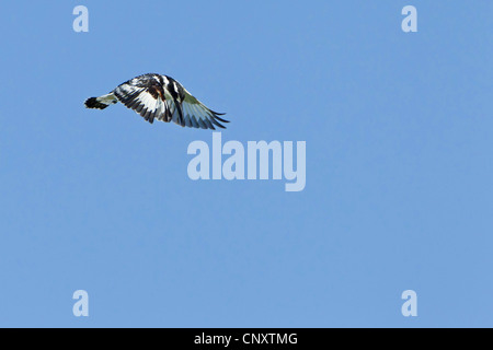 Moindre pied kingfisher (Ceryle rudis), voler, Turquie, Sanliurfa, Birecik gravières, Birecik Banque D'Images