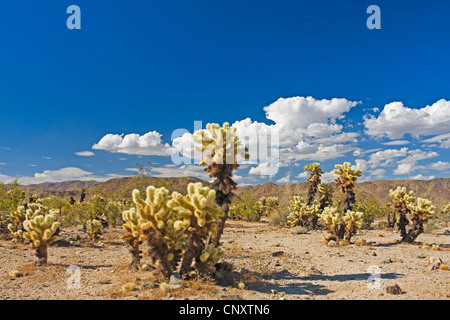 Teddy-bear cholla, Jumping Cholla, Argent (Opuntia cholla, Cylindropuntia bigelovii bigelovii), Cholla Cactus Garden, USA, Californie, broussailles, Joshua Tree National Park Banque D'Images