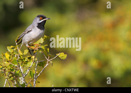 Ruppell's Warbler (Sylvia rueppelli), homme assis sur une branche, la Turquie, Silifke, Cambazli Banque D'Images