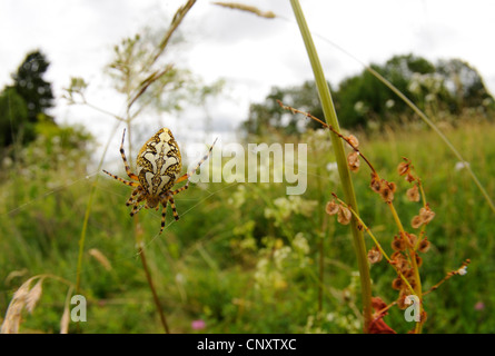 Oakleaf Aculepeira ceropegia (orbweaver, Araneus ceropegia), dans son filet, Allemagne, Hesse Banque D'Images