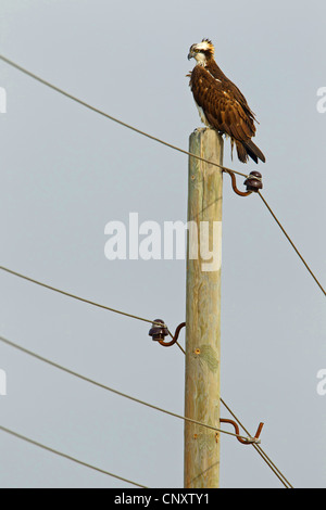 Osprey, le poisson hawk (Pandion haliaetus), assis sur le poteau électrique, Turquie, Goeksu Delta, Silifke Banque D'Images