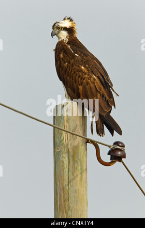 Osprey, le poisson hawk (Pandion haliaetus), assis sur le poteau électrique, Turquie, Goeksu Delta, Silifke Banque D'Images