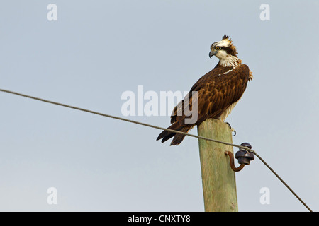 Osprey, le poisson hawk (Pandion haliaetus), assis sur le poteau électrique, Turquie, Goeksu Delta, Silifke Banque D'Images