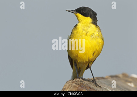 Bergeronnette printanière-noir (Motacilla flava feldegg, Motacilla feldegg), assis sur le bois équarri, Turquie, Silifke, Goeksu Delta, Silifke Banque D'Images