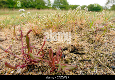 De la petite oseille (Rumex acetosella), les feuilles dans un pré, l'Allemagne, en Rhénanie du Nord-Westphalie, Wahler Berg Banque D'Images