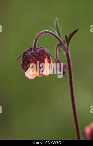 Benoîte, violet (Geum rivale benoîte de l'eau), fleur, Islande, Thingvellir Banque D'Images