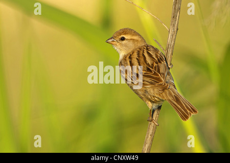 Dead Sea Sparrow (Passer moabiticus), femme assise à un halm, Turquie, Sanliurfa, Birecik gravières, Birecik Banque D'Images