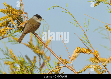 Blackcap (Sylvia atricapilla), homme assis sur une branche, la Turquie, Silifke, Goeksu Delta, Silifke Banque D'Images