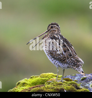 La bécassine des marais (Gallinago gallinago), assis sur un rocher moussu, appelant, en Islande Banque D'Images