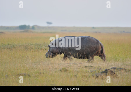 - Hippopotame Hippopotame (Hippopotamus amphibius) balade tôt le matin dans la savane à Masai Mara, Kenya - Afrique de l'Est Banque D'Images