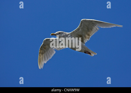 Goéland bourgmestre (Larus hyperboreus), flying squeaker, Islande, Glasgow Banque D'Images