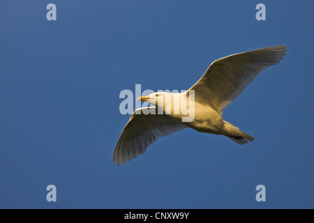Goéland bourgmestre (Larus hyperboreus), flying squeaker, Islande, Glasgow Banque D'Images
