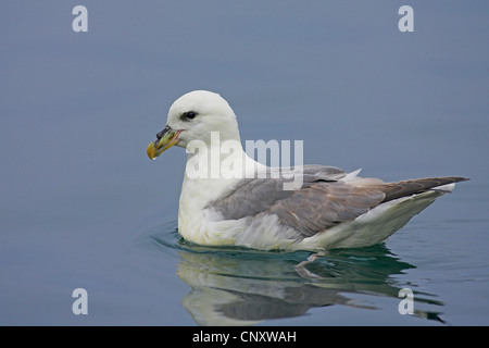 Le fulmar boréal (Fulmarus glacialis), la natation, l'Islande, Sandgerdi Banque D'Images