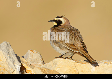 Port'alouette hausse-col (Eremophila alpestris, Eremophila alpestris penicillata), assis sur des pierres, de la Turquie, de l'Adyaman, Le Nemrut Dagi, Karadut Banque D'Images