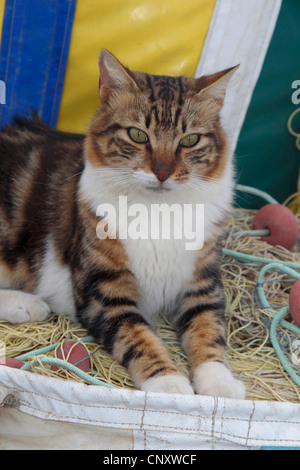 Chat domestique, le chat domestique (Felis silvestris catus. f), allongé sur un filet de pêche, de Chypre, de l'Agia Napa Banque D'Images