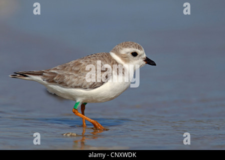 Pluvier siffleur (Charadrius melodus), dans la mer des Wadden, USA, Floride Banque D'Images