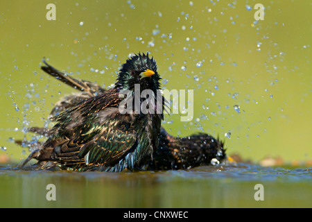 Étourneau sansonnet (Sturnus vulgaris), deux étourneaux baignade, Allemagne, Rhénanie-Palatinat Banque D'Images