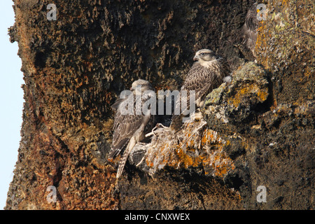 Gyr falcon (Falco rusticolus), les mineurs à l'Aerie dans une paroi rocheuse, de l'Islande, 73320 Banque D'Images