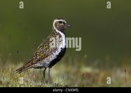 Pluvier doré européen (Pluvialis apricaria), assis sur le sol, l'Islande, 73320 Banque D'Images