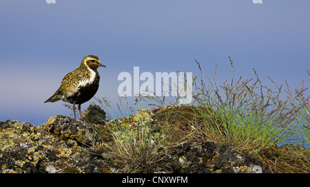 Pluvier doré européen (Pluvialis apricaria), assis sur le rocher, l'Islande, 73320 Banque D'Images