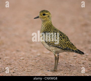 Pluvier doré européen (Pluvialis apricaria), en plumage d'hiver, l'Islande, Latrabjarg Banque D'Images