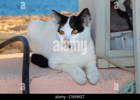 Chat domestique, le chat domestique (Felis silvestris catus. f), allongé sur un mur à l'ombre Banque D'Images