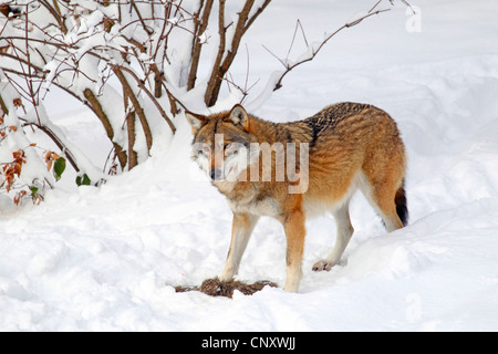Le loup gris d'Europe (Canis lupus lupus), dans la neige, Allemagne Banque D'Images