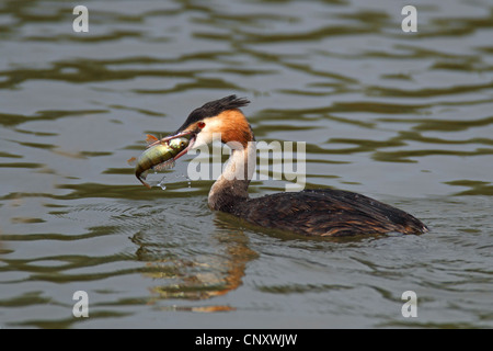 Grèbe huppé (Podiceps cristatus), piscine avec un poisson dans son bec, le Flevoland, Pays-Bas Banque D'Images