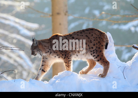 Le lynx eurasien (Lynx lynx), le lynx dans la neige , l'Allemagne, le Parc National de la Forêt bavaroise Banque D'Images