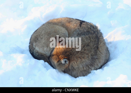 Le loup gris d'Europe (Canis lupus lupus), le loup endormi dans la neige, Allemagne Banque D'Images