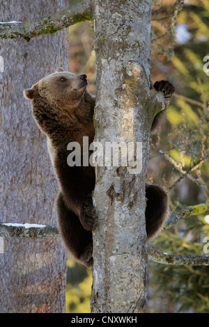 L'ours brun (Ursus arctos arctos), s'asseoir sur arbre, Allemagne Banque D'Images