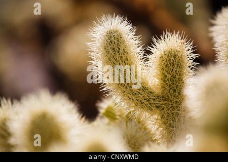 Teddy-bear cholla, Jumping Cholla, Argent (Opuntia cholla, Cylindropuntia bigelovii bigelovii), à contre-jour, USA, Californie, broussailles, Joshua Tree National Park Banque D'Images