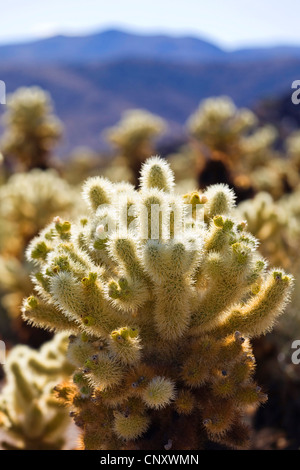 Teddy-bear cholla, Jumping Cholla, Argent (Opuntia cholla, Cylindropuntia bigelovii bigelovii), à contre-jour, USA, Californie, broussailles, Joshua Tree National Park Banque D'Images