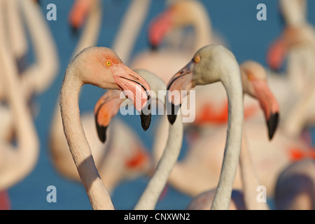 Flamant rose (Phoenicopterus roseus, Phoenicopterus ruber roseus), portrait d'un oiseau dans une colonie, France, Provence, Camargue Banque D'Images